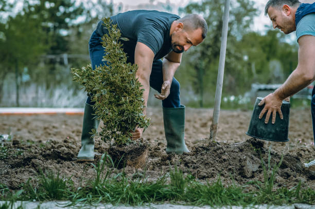 Best Pest Control for Lawns  in Tustin, CA