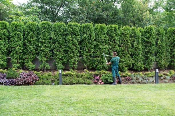 Best Tree Health Inspection  in Tustin, CA