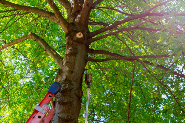 Best Leaf Removal  in Tustin, CA